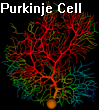 Purkinje Cell