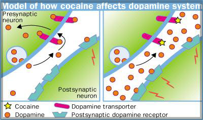 Crack Cocaine Addiction, The Lancet
